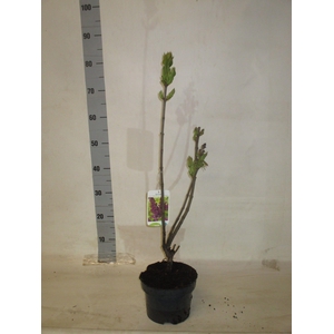 SYRI V AND AN LUDWIG