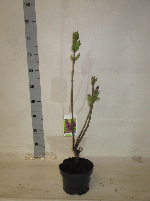 <h4>SYRI V AND AN LUDWIG</h4>