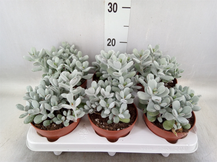 <h4>Cotyledon  'Coral'</h4>