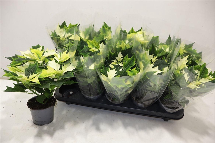 <h4>Euphor P Alaska</h4>