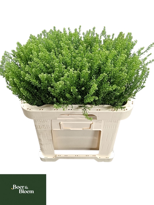 <h4>LEP VI GREEN DRAGON</h4>