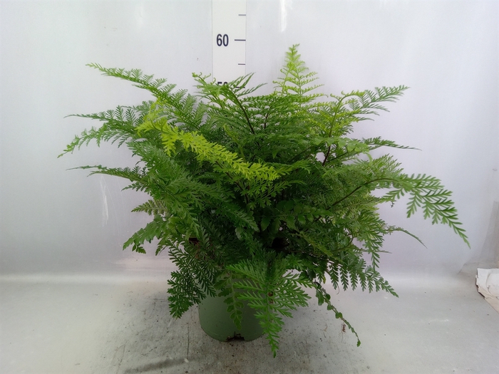 <h4>Asplenium parvati</h4>