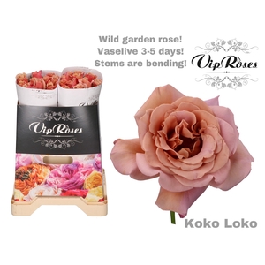 R GR KOKO LOKO