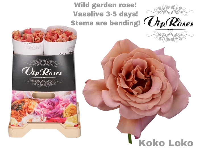 R GR KOKO LOKO