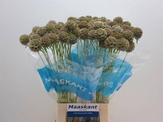 <h4>Scabiosa Stellata</h4>
