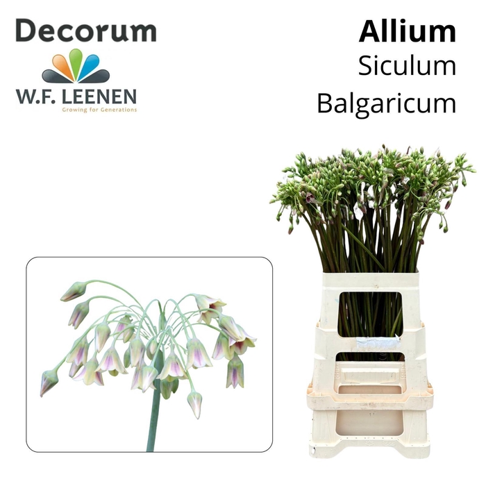 <h4>Siculum Bulgaricum 996 Water</h4>