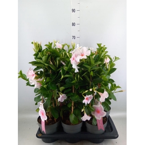 Mandevilla sand. 'SumStar Pink Tou'