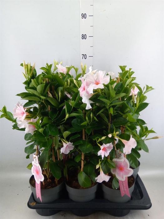 <h4>Mandevilla sand. 'SumStar Pink Tou'</h4>