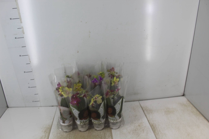 PHALAENOPSIS MINI P06