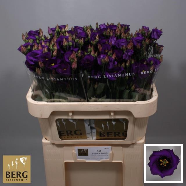 EUS E PICCO VIOLET