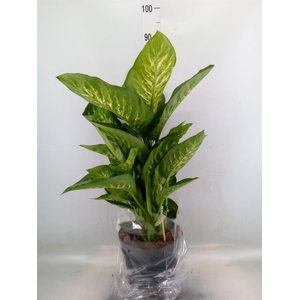 Dieffenbachia seg. 'Reeva'