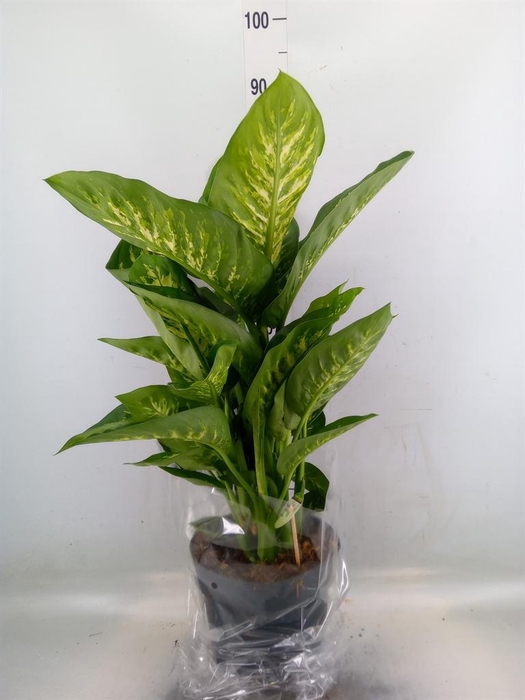 <h4>Dieffenbachia seg. 'Reeva'</h4>