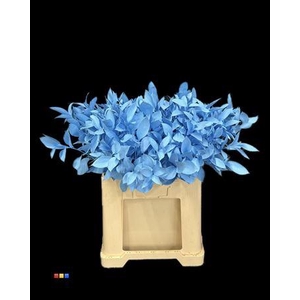 Ruscus Light Blue
