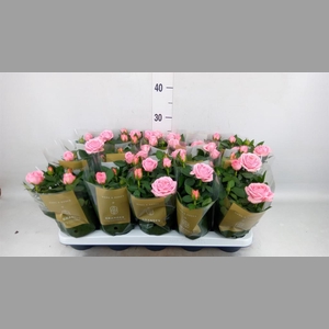 Rosa  'Adele Kordana Grande'