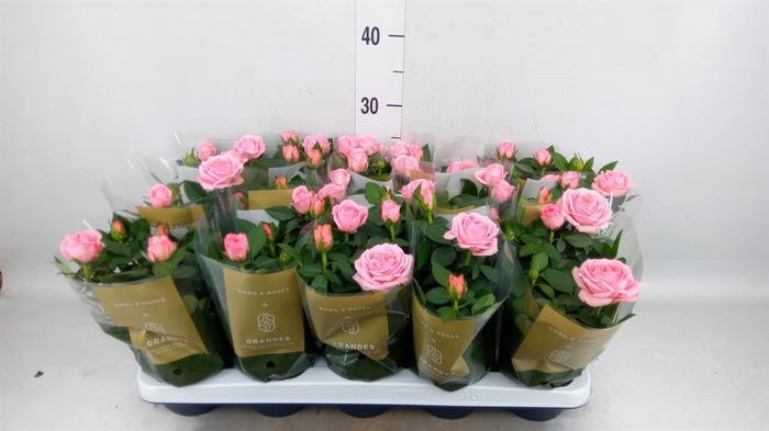 <h4>Rosa  'Adele Kordana Grande'</h4>