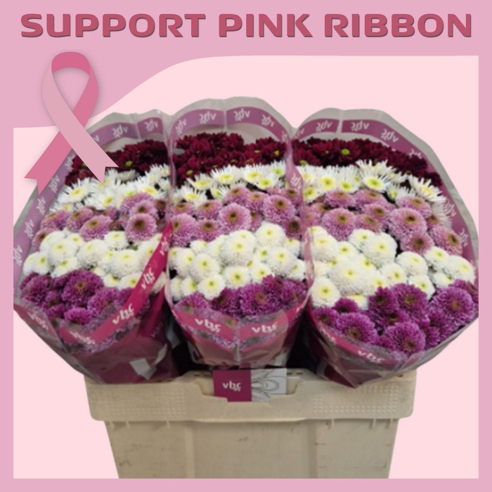 <h4>Chrys sa mix pink ribbon</h4>