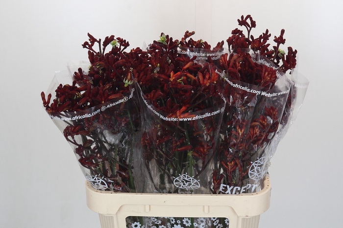 Anigozanthos Early Spring
