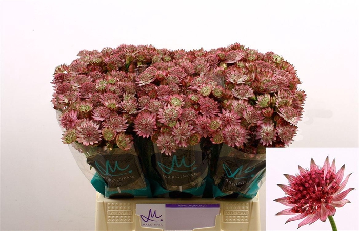 <h4>Astrantia Roma</h4>