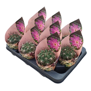 Gymnocalycium Saglionis Potcover