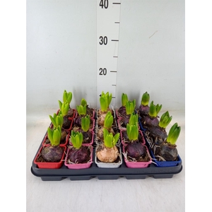 Hyacinthus orie.   ...mix 4