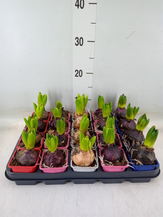 <h4>Hyacinthus orie.   ...mix 4</h4>