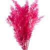 Pres Ruscus Soft Bleached Cerise Per Stem