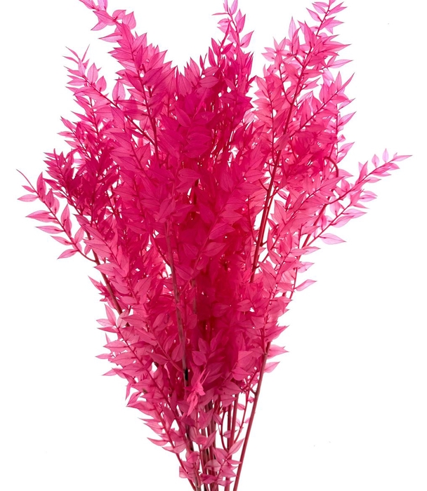 Pres Ruscus Soft Bleached Cerise Per Stem