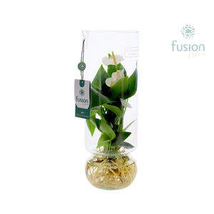 Arrangement Green Bottle Angelica Large with Anthurium