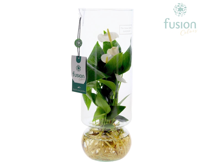 <h4>Green Bottle Angelica Large met Anthurium</h4>