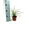 Carex oshimensis Everest