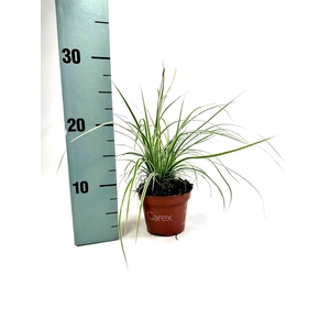 Carex oshimensis Everest