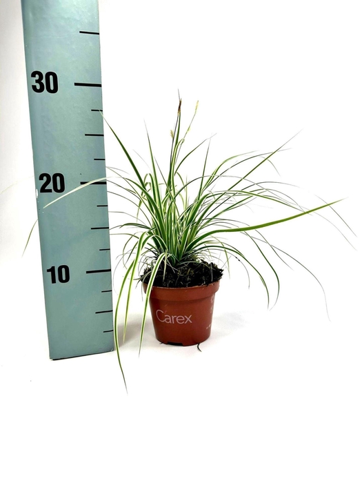<h4>Carex oshimensis Everest</h4>