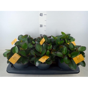 Peperomia clusiifolia 'Red Margin'