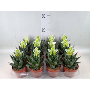 Aloe aristata 'Tiki Tahi'