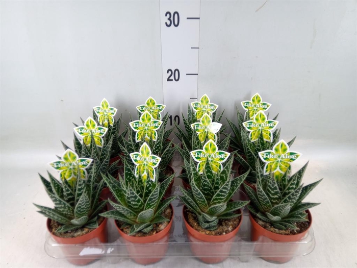 <h4>Aloe aristata 'Tiki Tahi'</h4>