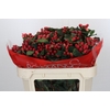 Hypericum True Romance Spray