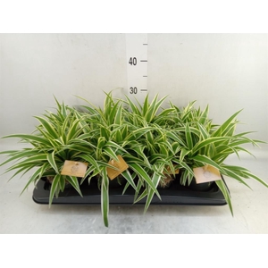 Chlorophytum com. 'Ocean'
