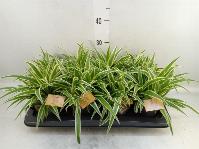 <h4>Chlorophytum com. 'Ocean'</h4>