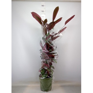 Ctenanthe setosa 'Compactstar'