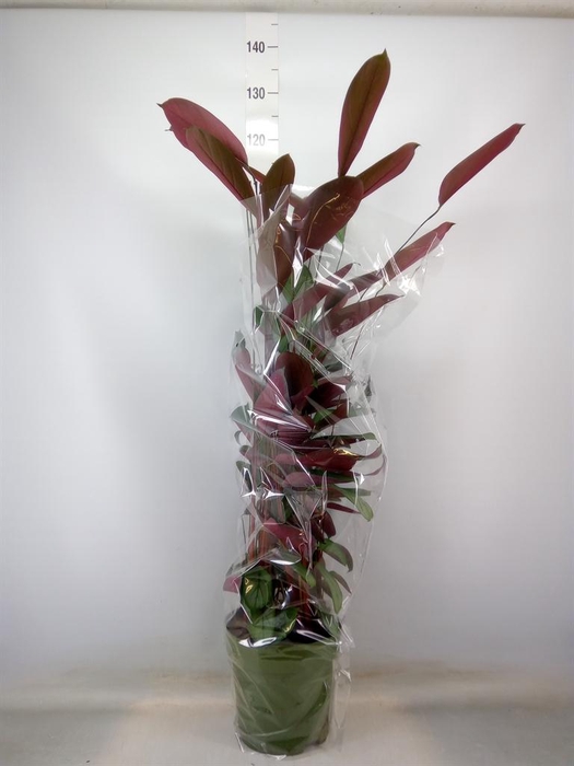 <h4>Ctenanthe setosa 'Compactstar'</h4>