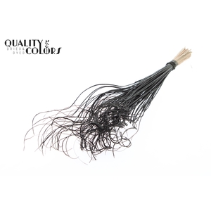 Palm Curly TT 100pc per bunch Black
