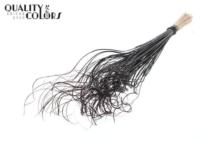 Palm Curly TT 100pc per bunch Black