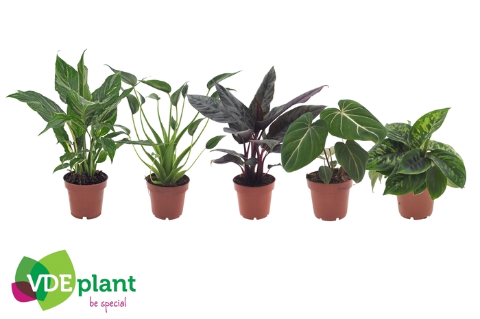 <h4>Ov Kamerplanten Gemengd Premium</h4>