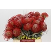Nutans Ayoba Red