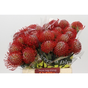 Nutans Ayoba Red