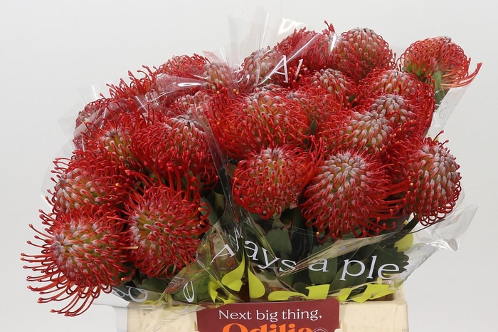 <h4>Nutans Ayoba Red</h4>