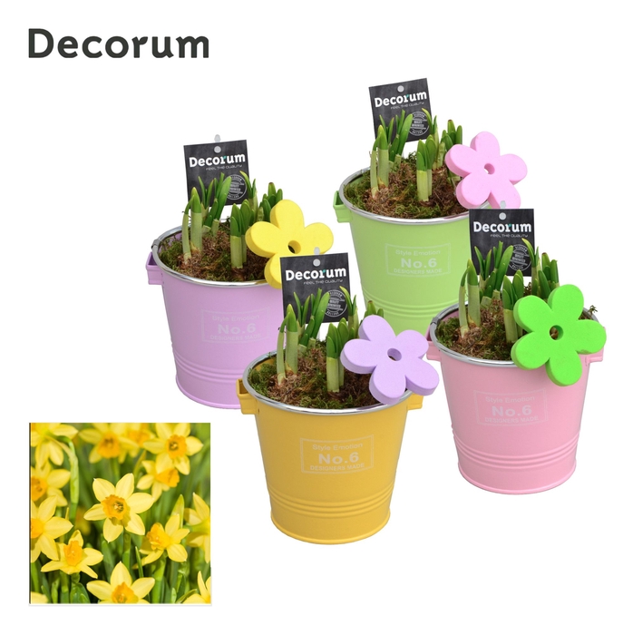 Narcis Colourful Bucket GM HL16587