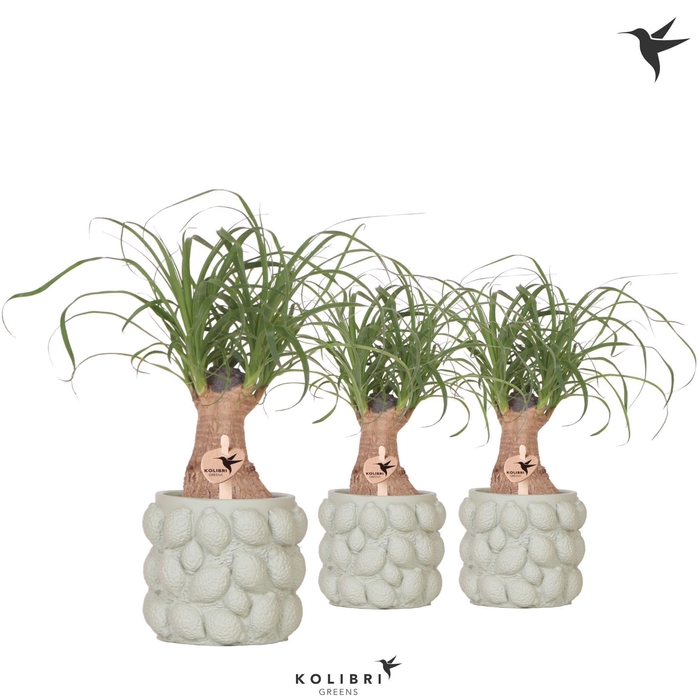 <h4>Kolibri Greens Beaucarnea in Citrus pot green</h4>