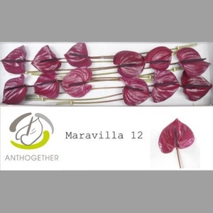 ANTH A MARAVILLA