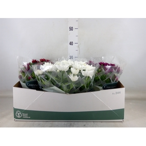 Chrysanthemum   ..mix 5